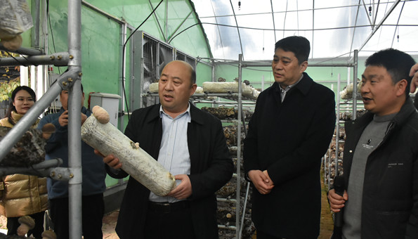 县委副书记、县长朱东升带队就食用菌产业现场办公